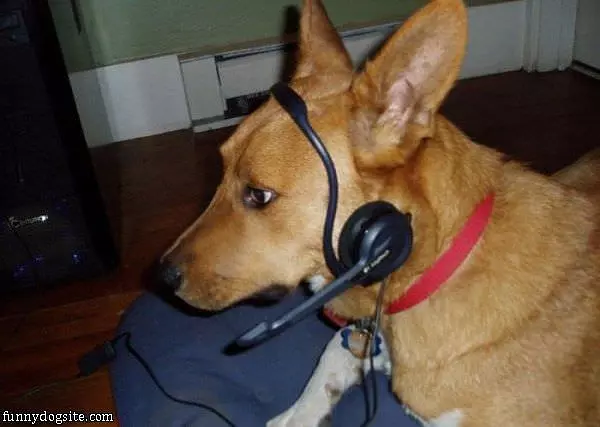 Gamer Dog