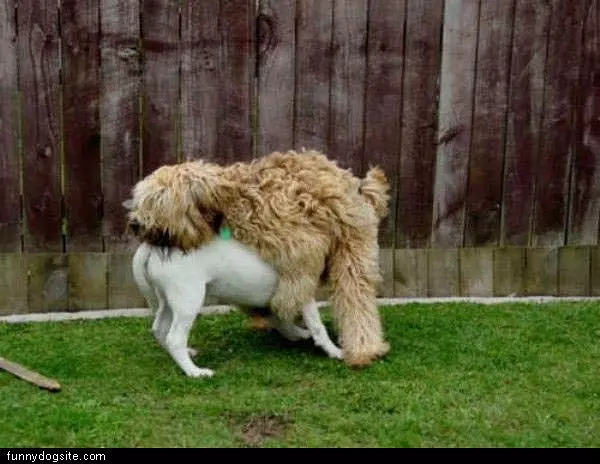 Head Humper