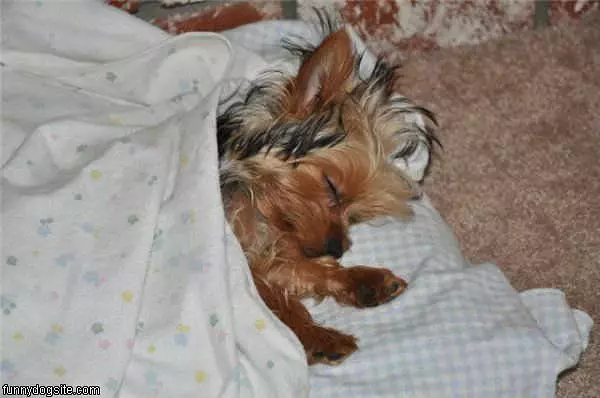 Napping Puppy