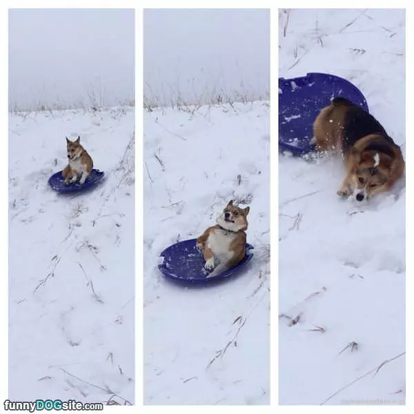 Awesome Day Of Sledding