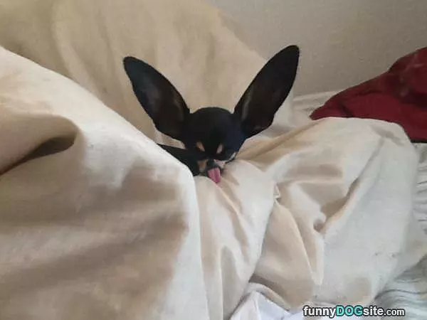 Those Are Some Big Ears