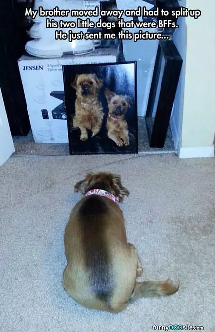 Split Up Dogs
