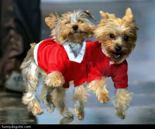 Dog Sweater Run