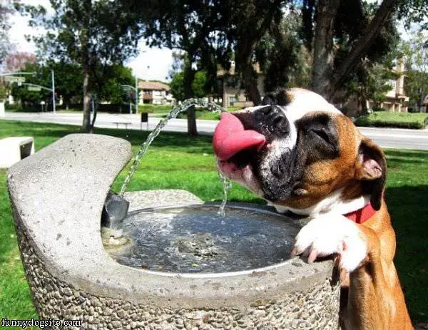 This Dog Loves Water