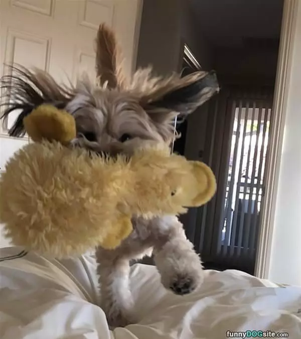 Fetching It All