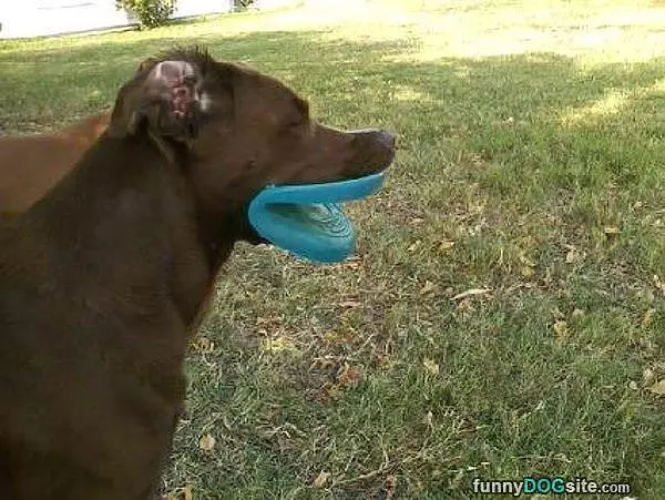 Great Fetch