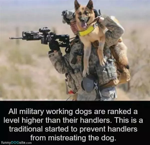 Military Dogs