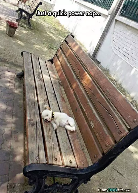 Just A Quick Power Nap