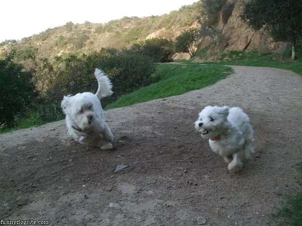 Running Wild