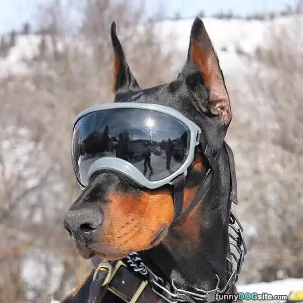 Looking Cool