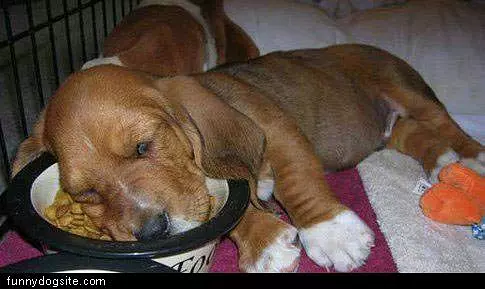 Sleep-or-eat