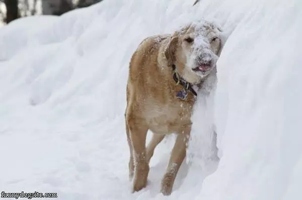Playing In The Snow Dog