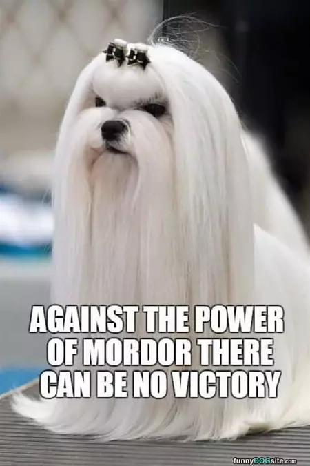 There Can Be No Victory