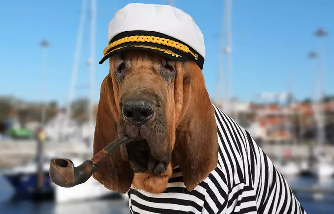 funny Bloodhound