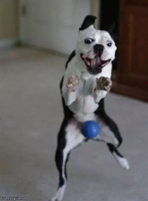 Must Get The Ball