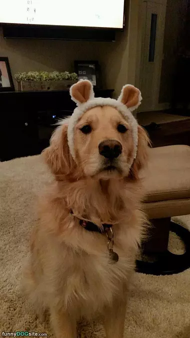 Dog Hat
