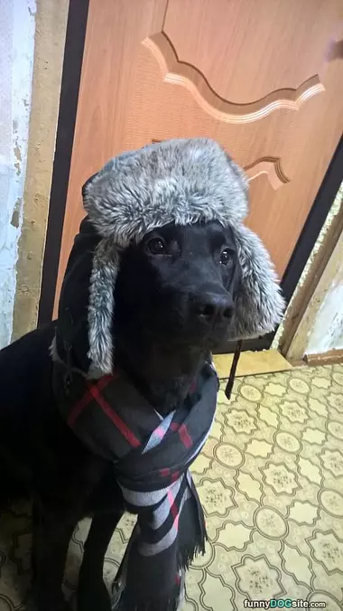 I Has A Warm Head