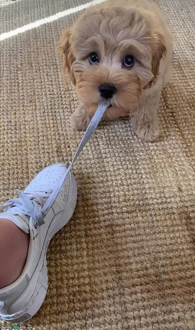 Nommm Nom Nom