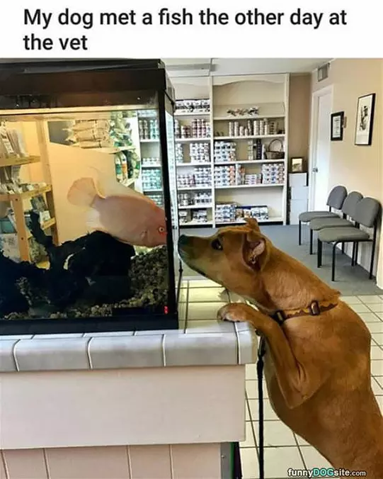 Met A Friend