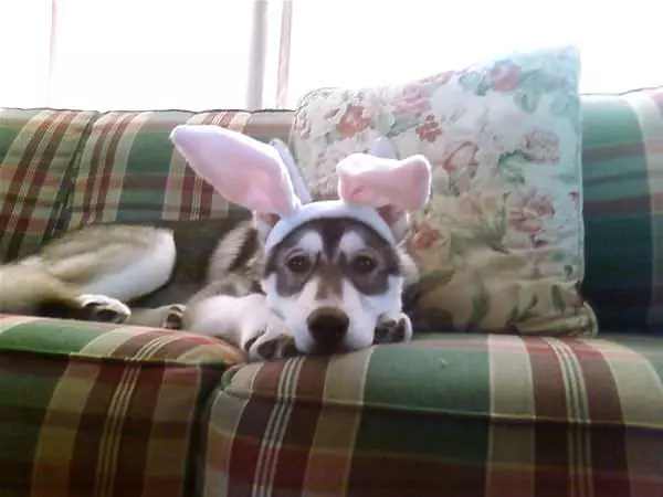 Bunny Ears