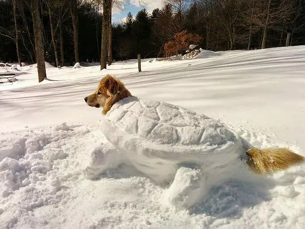 I Am Turtle Dog