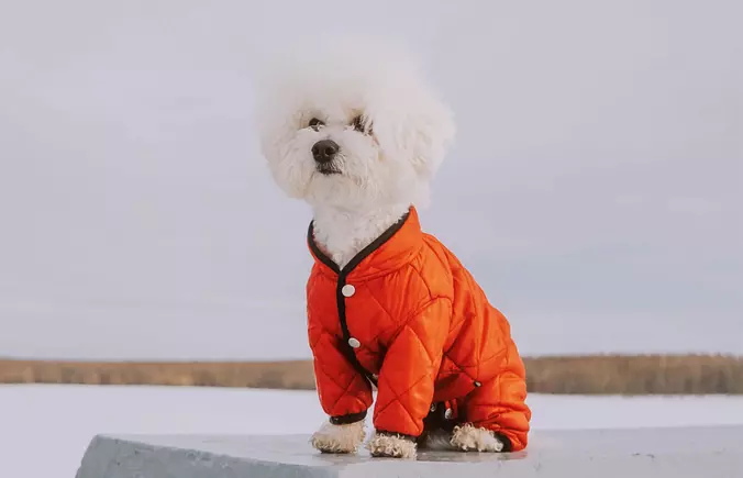 Bichon Frise