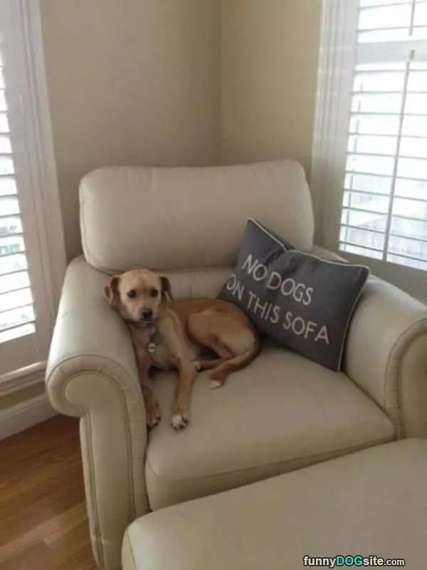 No Dogs On The Sofa