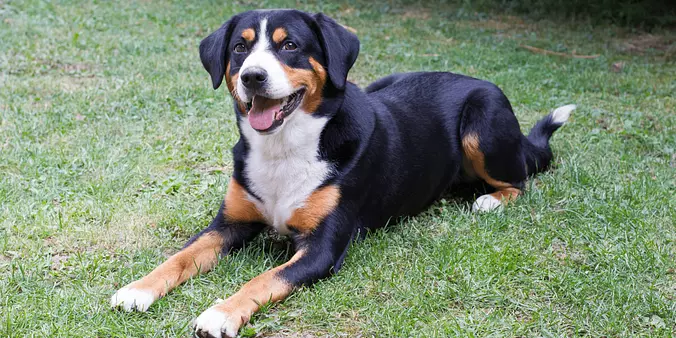Appenzeller Sennenhund smiling