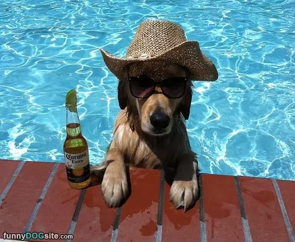 That Is A Chill Dog
