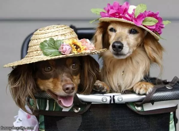 Our Fancy Hats