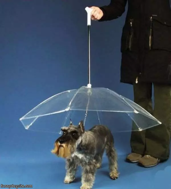 Doggy Umbrella