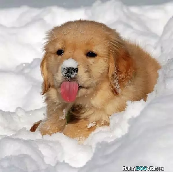 I Love The Snow