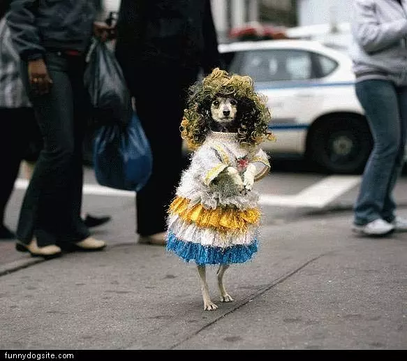 Dressed Up Dog