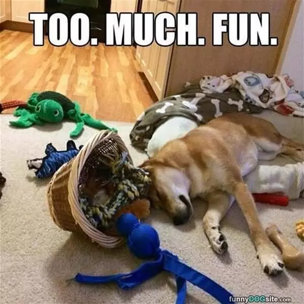 Too Much Fun