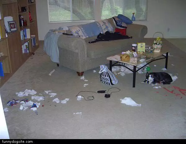 Dog Had Some Fun