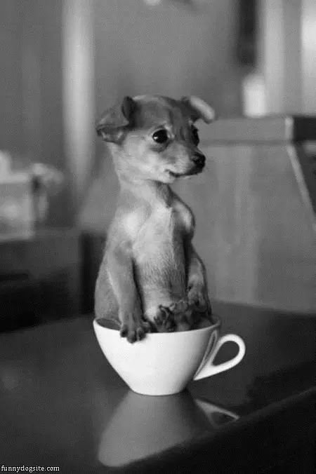Tea Cup Pup