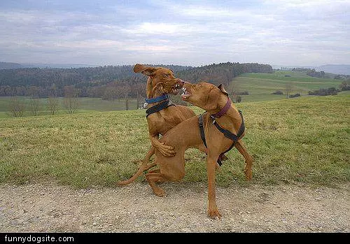 Dog Fight