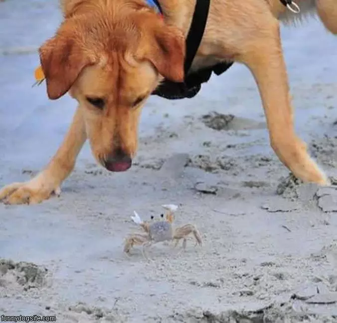 I Got U Crab