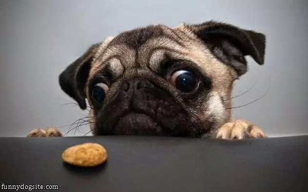 Gimme That Snack