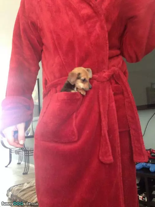 Puppy In My Pocket