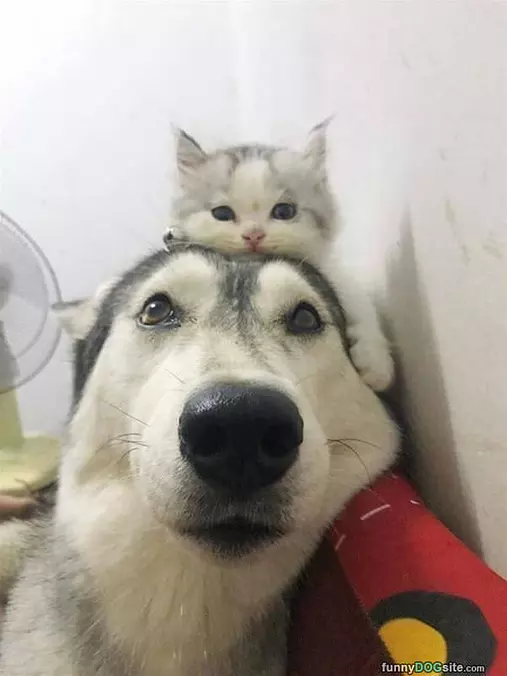 The Best Of Buddies