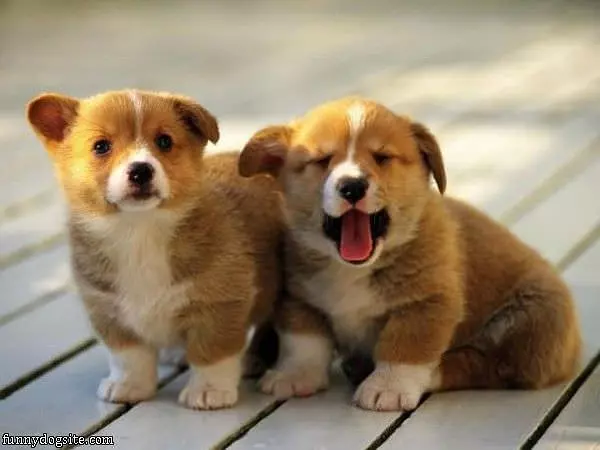 Rawr Woof