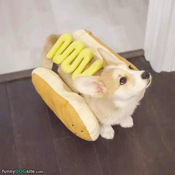 Mustard Dog