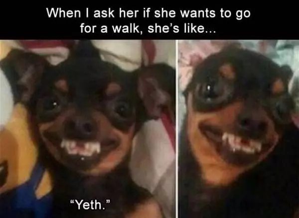 Do You Want To Go For A Walk