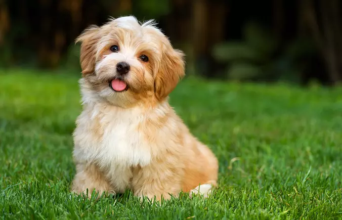 Brown Havanese smiling