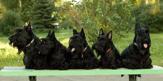 Scottish Terrier puppies
