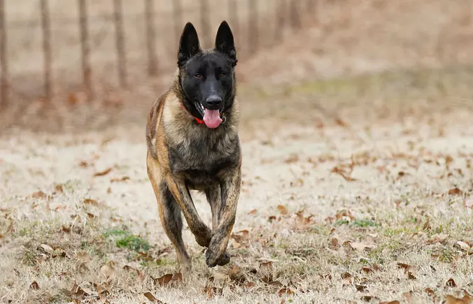 Dutch Shepherd running