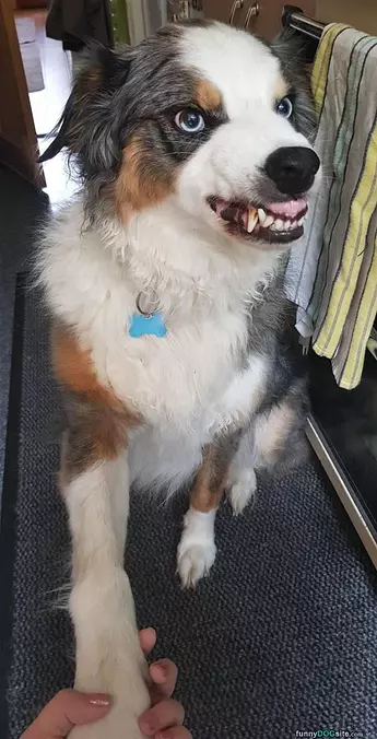 Garrrrrrrr