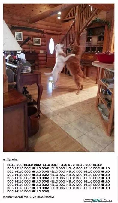 Hello Dog