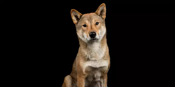 shikoku dog